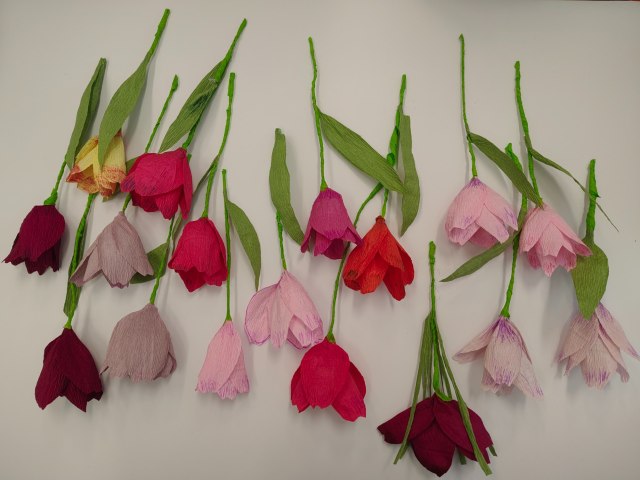 tulipány 2