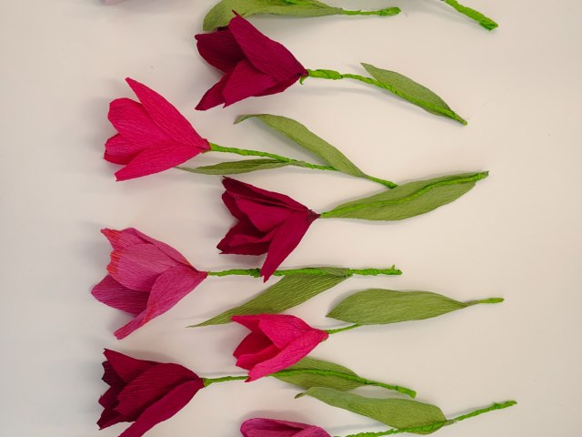 tulipány 5